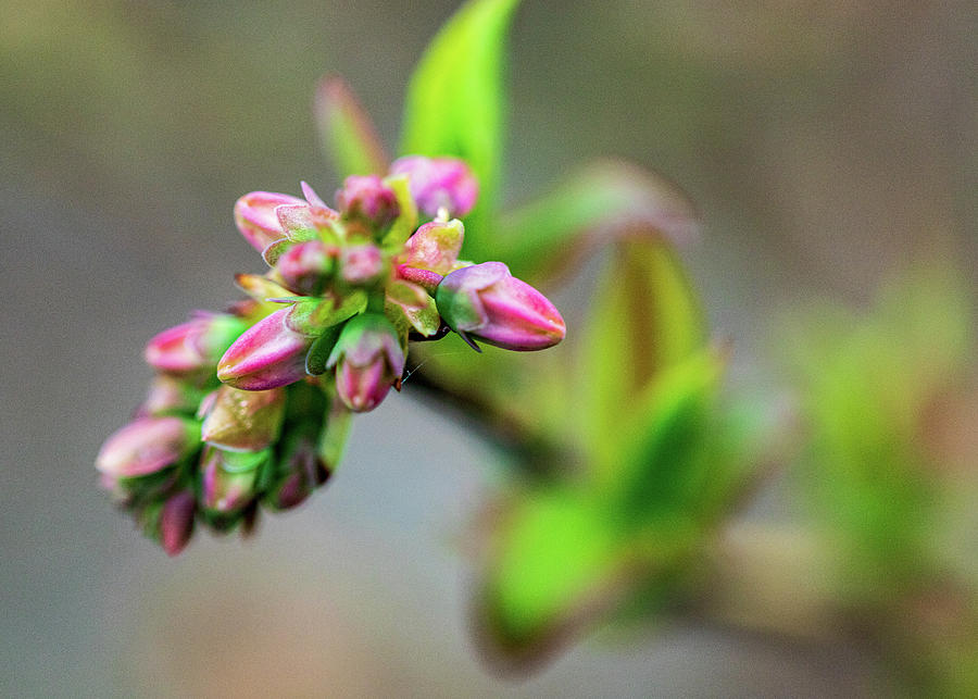 Spring Buds - Pink Photograph by Amelia Pearn