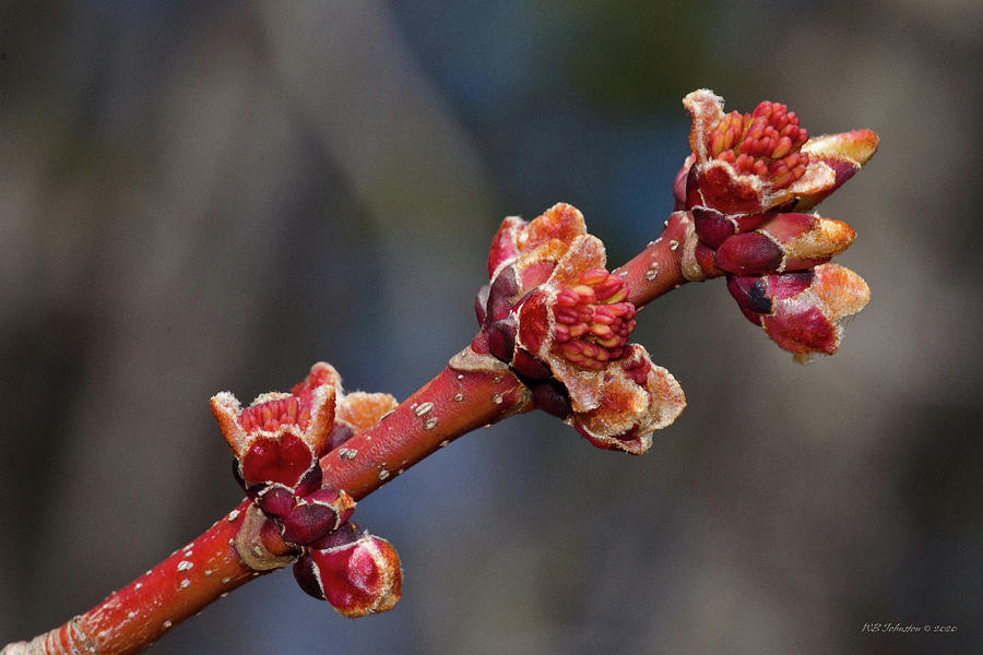 Spring Buds Photograph by WB Johnston