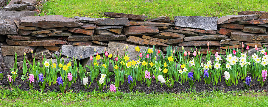 Spring Bulb Garden Panorama Photograph
