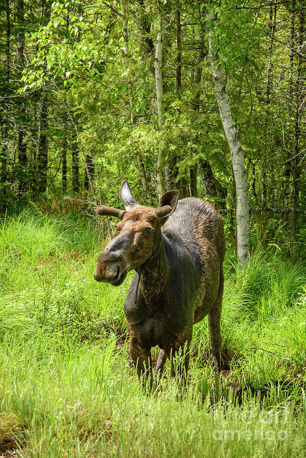 Landscape Photograph - Spring Bull Moose by Alana Ranney