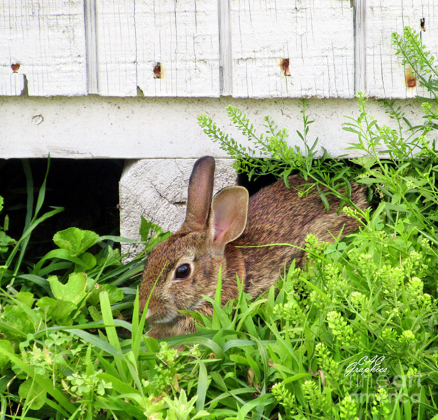 Spring Bunny  Photograph by CAC Graphics