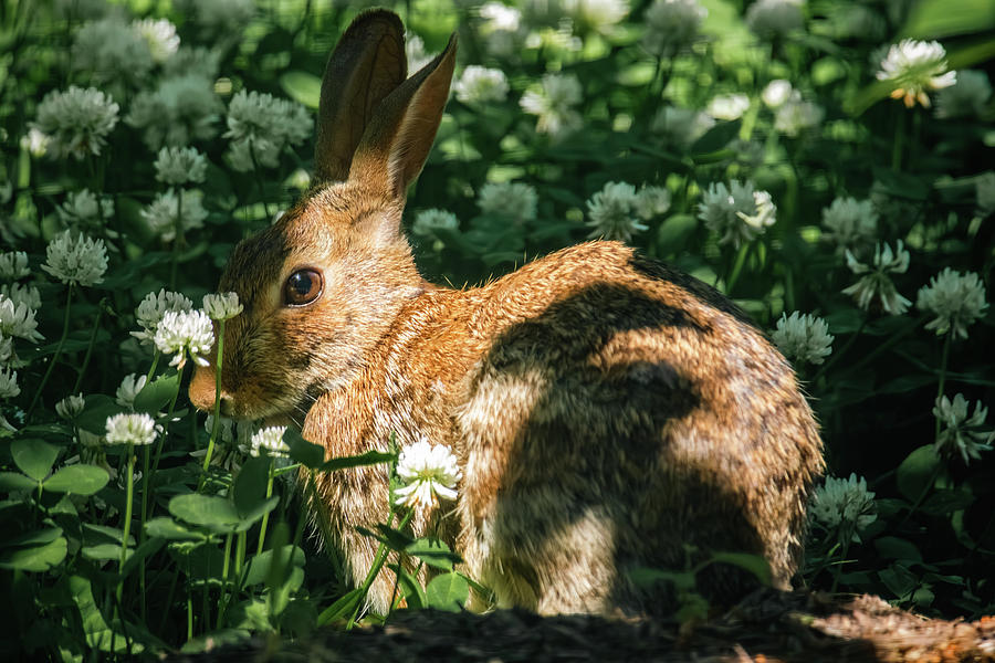 Rabbit in the Clover 8 Photograph by Rachel Morrison