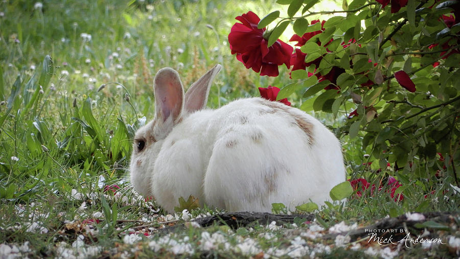 Spring Bunny Photograph by Mick Anderson