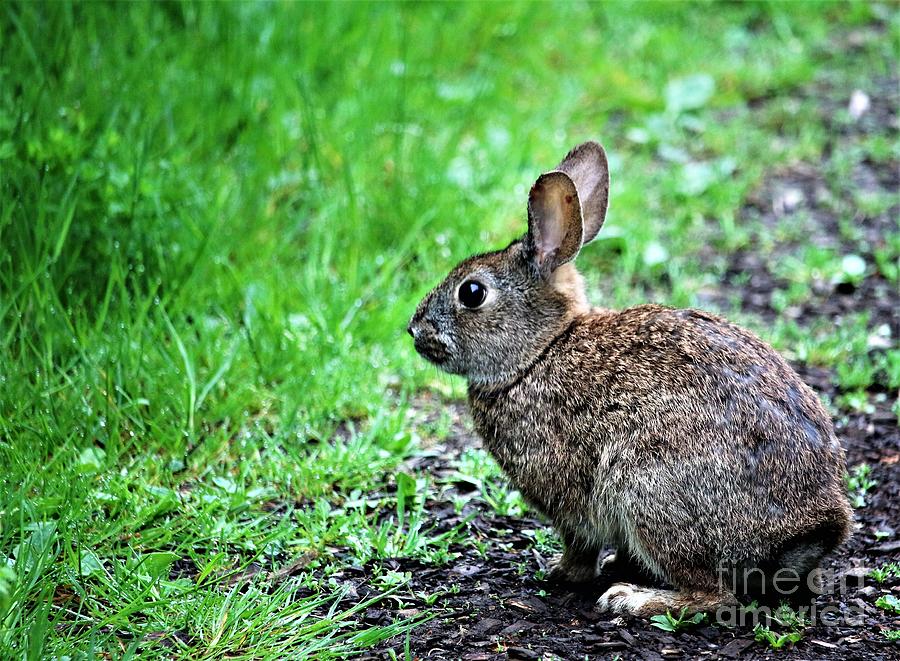 Spring Bunny Rabbit Photograph