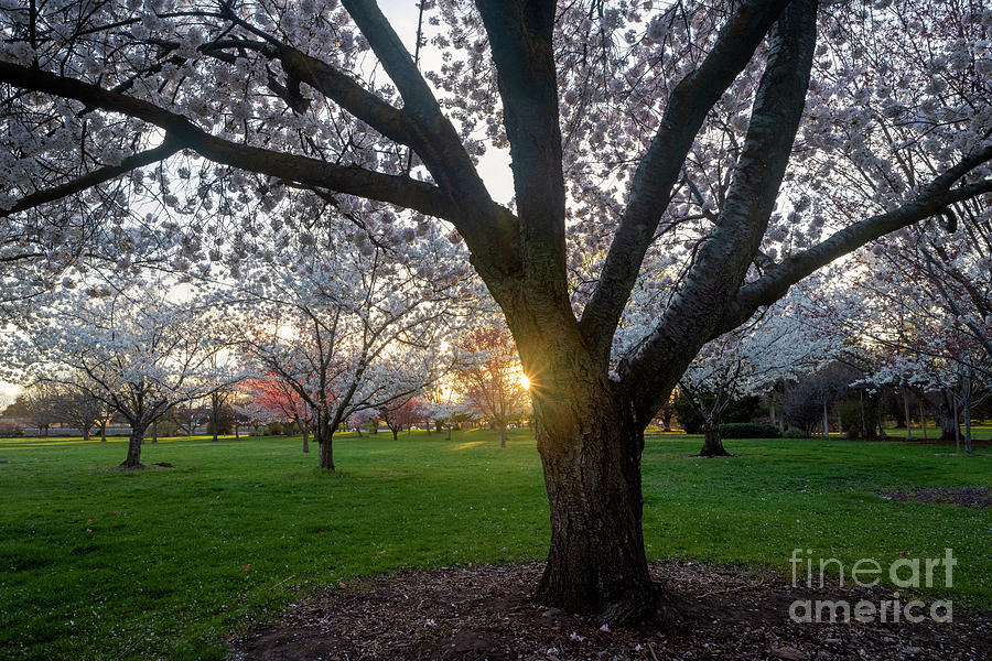 Spring Bursting Forth Photograph by Michael Dawson - Fine Art America