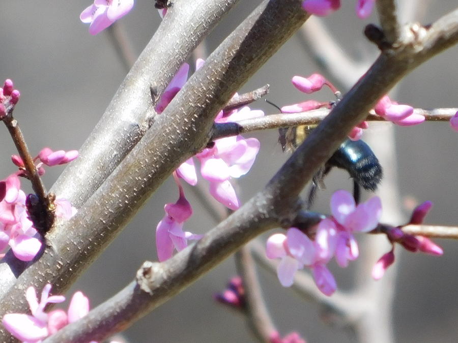Spring Buzz Photograph by Virginia White