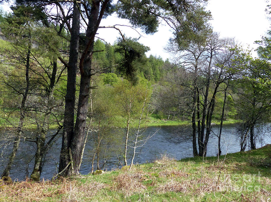 Springtime by the River Spey  Photograph by Phil Banks