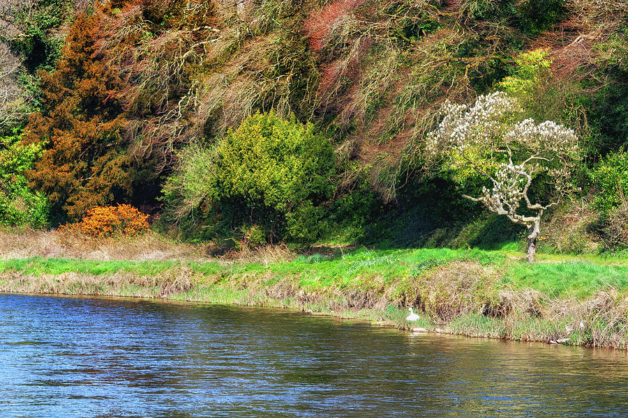 Spring by the River Suir in Ireland Photograph by Artur Bogacki