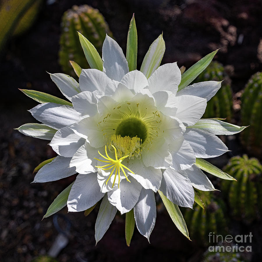 Spring Cactus Flower Photograph by Roslyn Wilkins