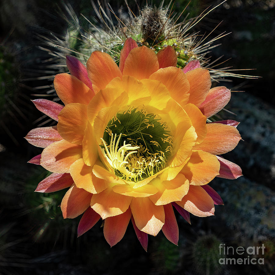 Spring Cactus Flower with Stamen Photograph by Roslyn Wilkins