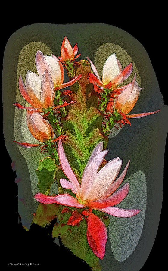 Spring Cactus Flowers Digital Art by Tom Janca