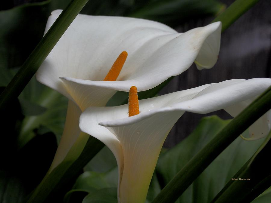 Spring Calla Lilies Photograph