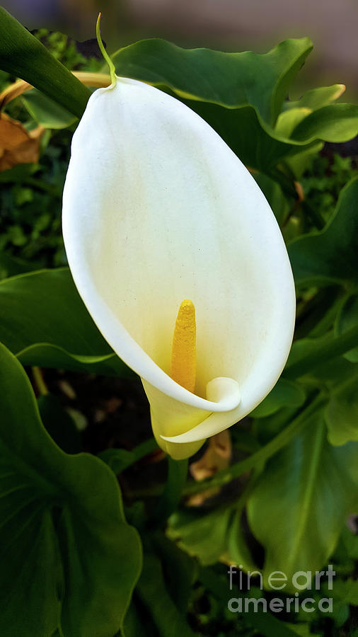 Spring Calla Lily Photograph