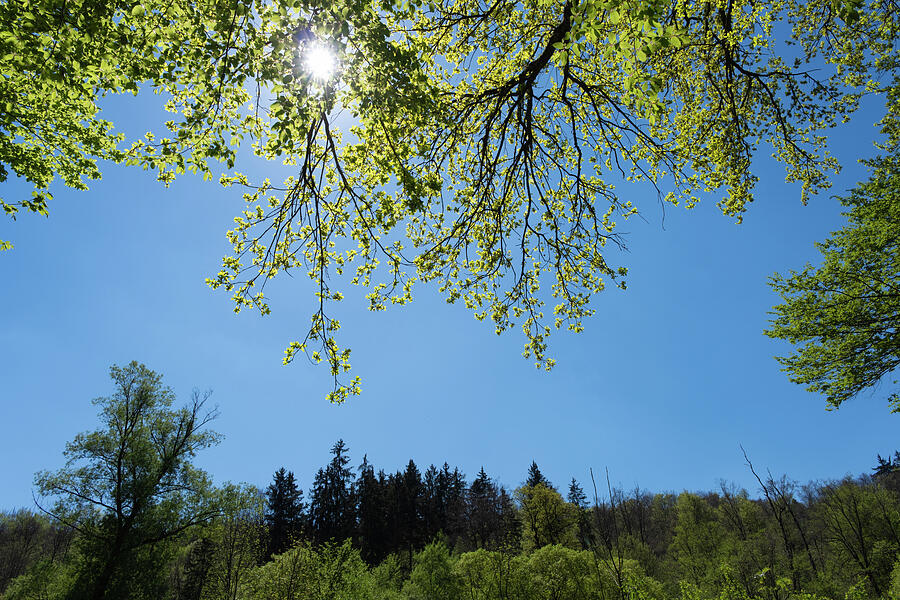 Spring Canopy and Clear Blue Sky Photograph by Matthias Hauser Spring Canopy and Clear Blue Sky Photograph by Matthias Hauser