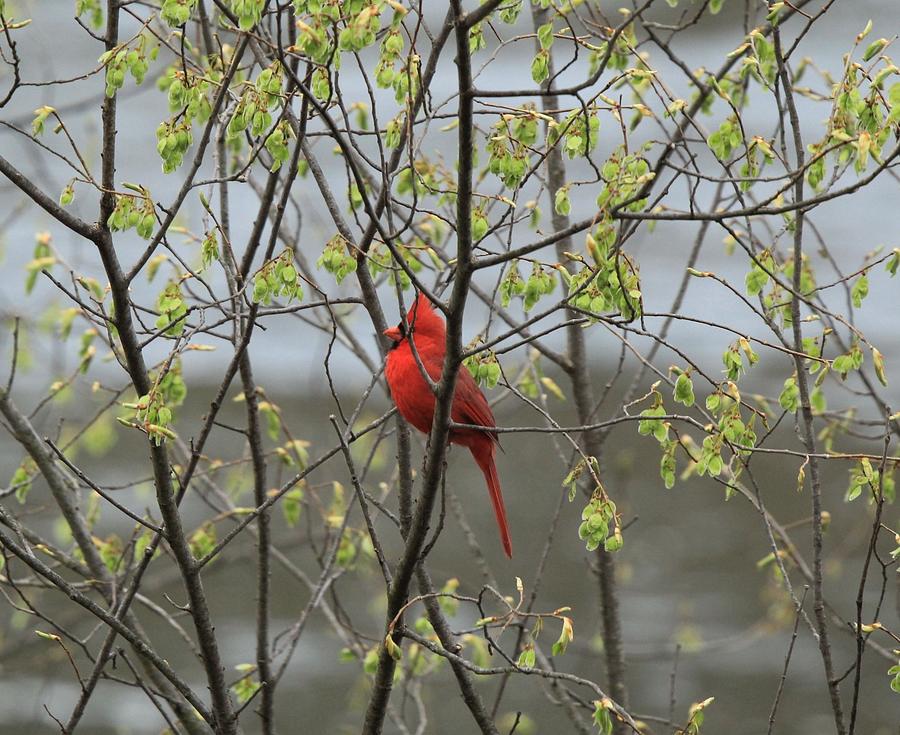Spring Cardinal Photograph by David Kipp - Fine Art America
