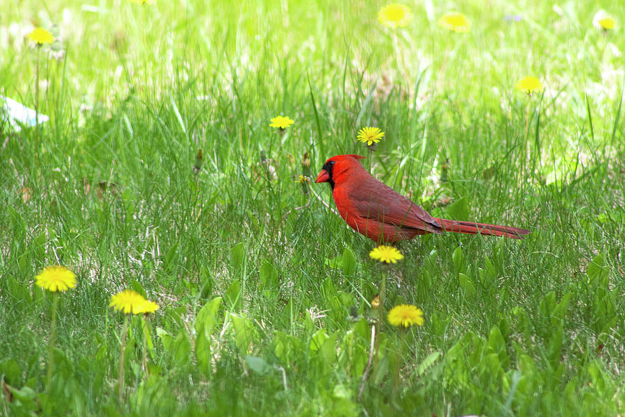 Spring Cardinal Photograph by Geoff Jewett