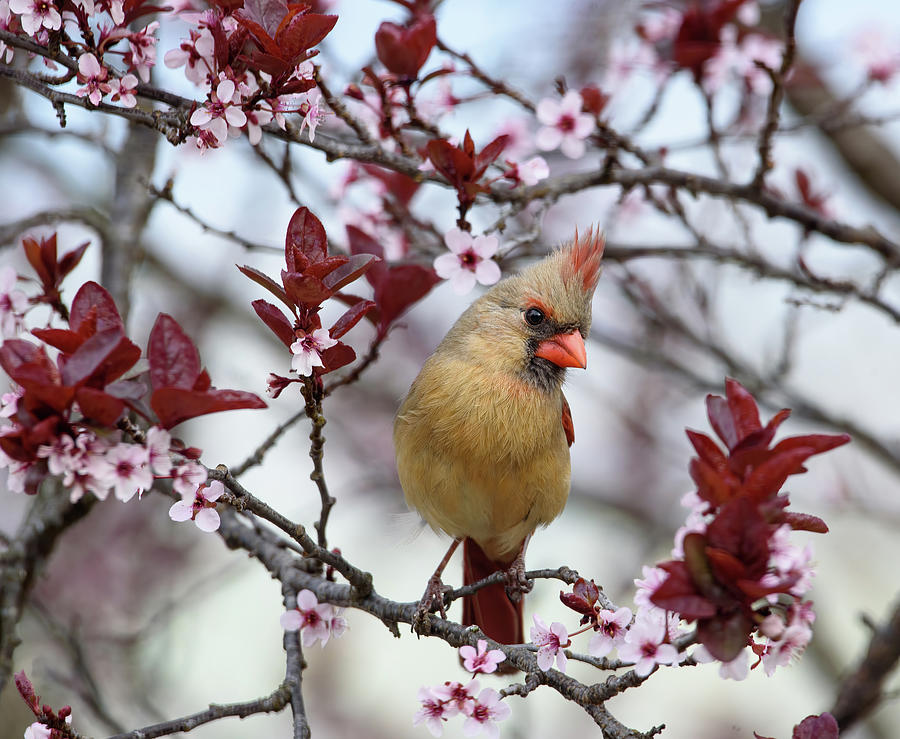 Cardinal Photograph - Spring Cardinal by Lara Ellis