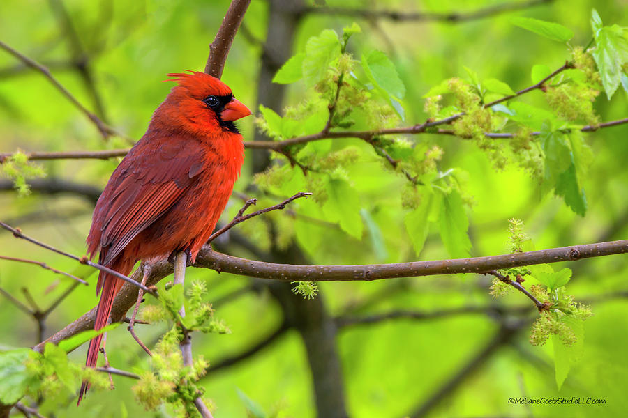 Spring Cardinal Photograph by LeeAnn McLaneGoetz McLaneGoetzStudioLLCcom