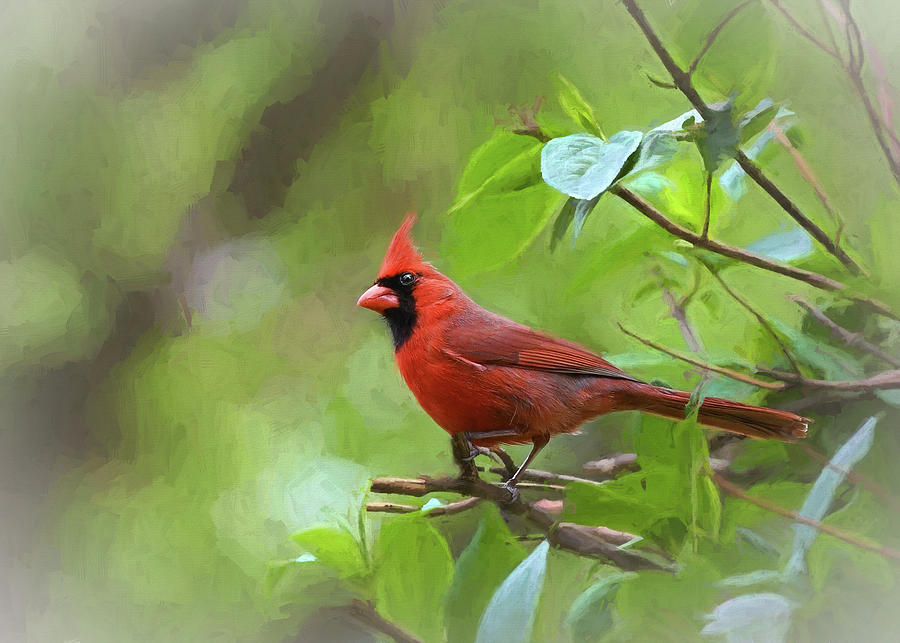 Spring Cardinal  Photograph by Mary Lynn Giacomini