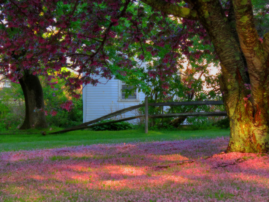 Breathe in Spring Photograph by Dianne Cowen Cape Cod Photography