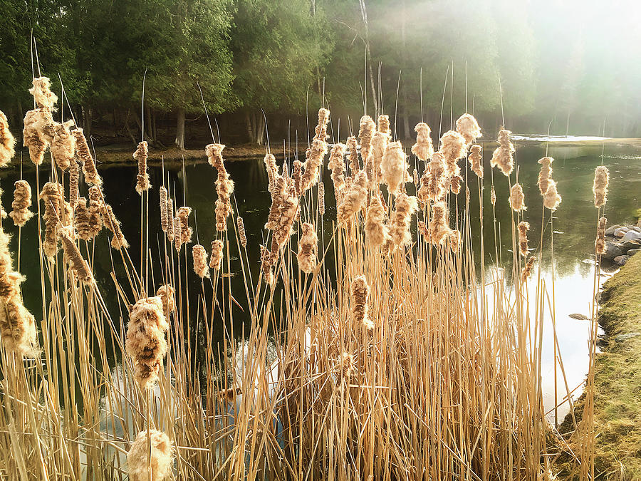 Spring Cattails Photograph by Gwen Gibson