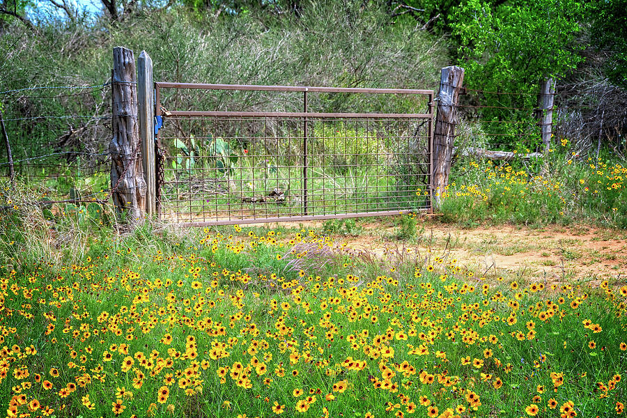 Spring Charm in the Country Photograph by Lynn Bauer