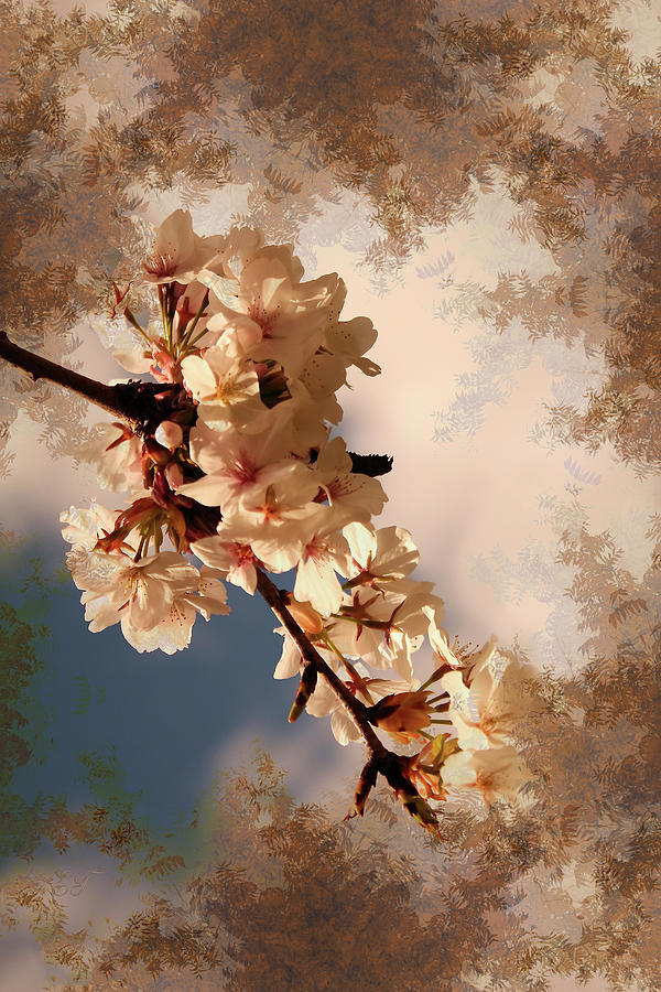 Spring Cherry Blossom Photograph By Elaine Teague Fine Art America