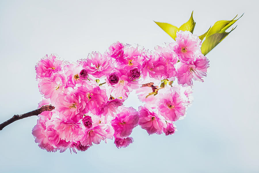 Spring Cherry Blossoms #2 Photograph by Stuart Litoff