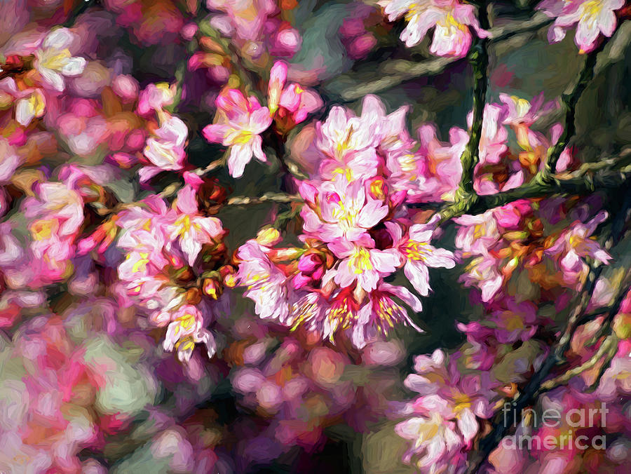 Spring Cherry Blossoms Photograph by Amy Dundon