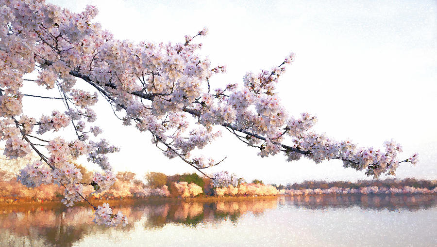 Spring Cherry Blossoms Photograph by Art Cole