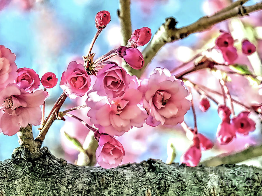 Spring cherry blossoms Photograph by Janice Drew