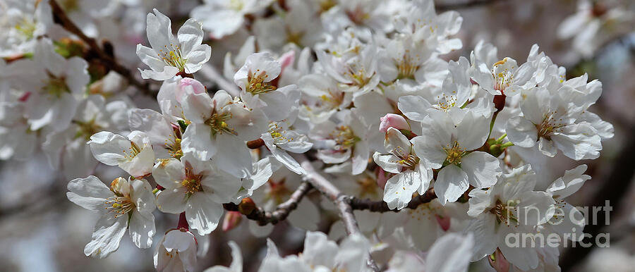 Spring Photograph - Spring Cherry Blossoms Panorama by Marty Fancy