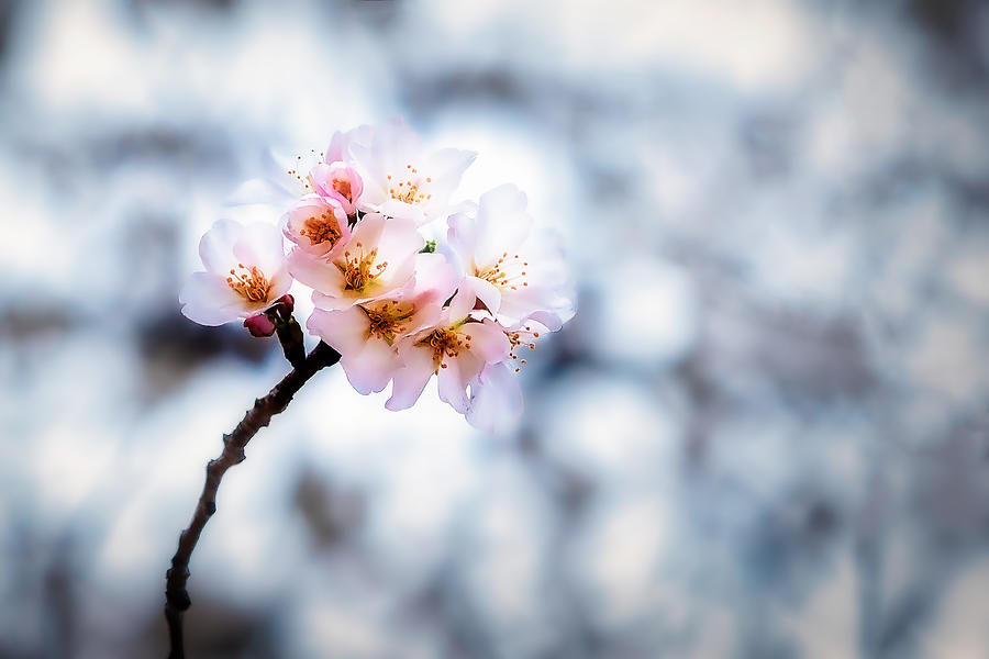 Spring Cherry Blossoms Photograph by Stuart Litoff