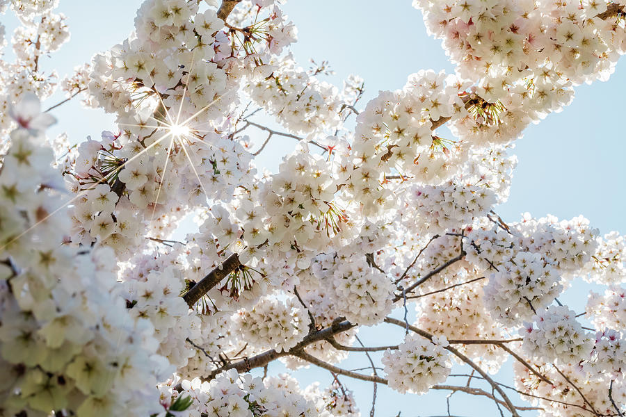 Spring Cherry Blossoms with Sunstar Photograph by Rachel Morrison