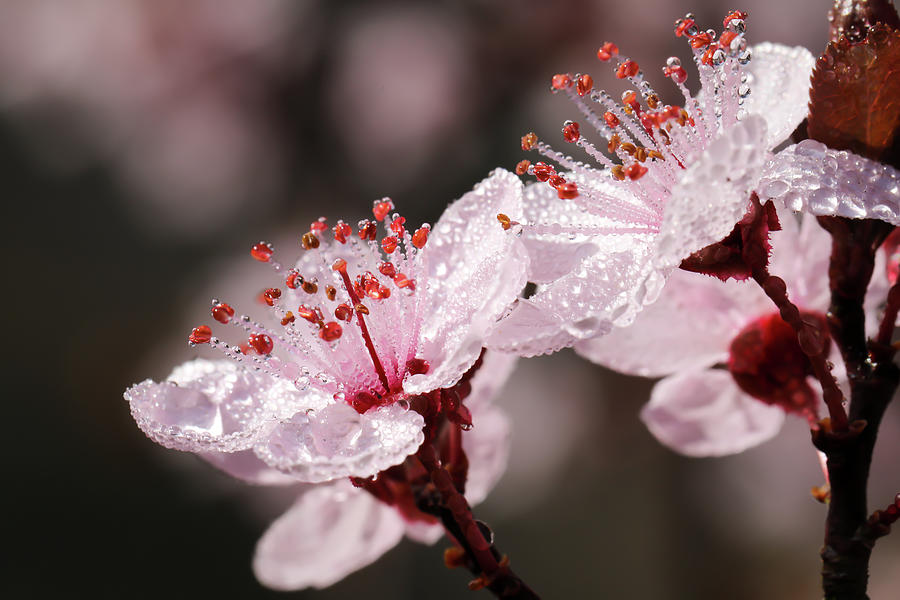 Spring Cherry Plum Blossoms Photograph by Rachel Morrison