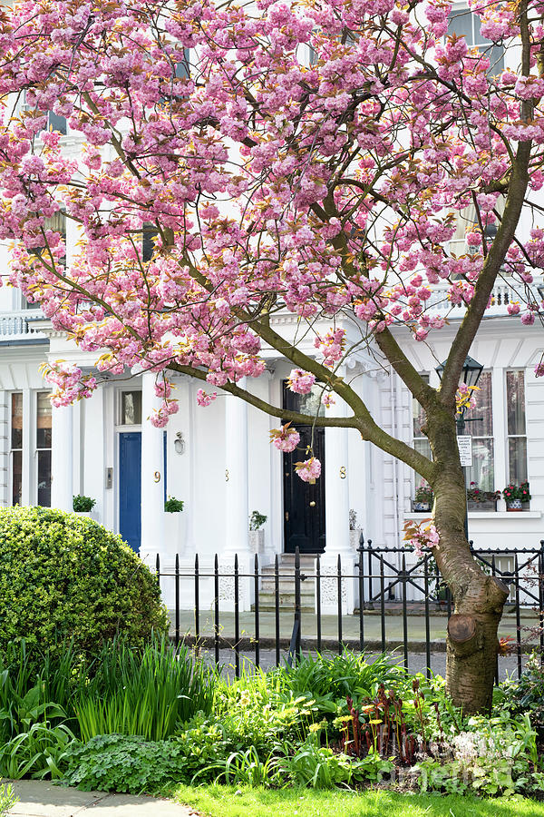 Spring Photograph - Spring Cherry Tree Blossom in Kensington Gate London by Tim Gainey