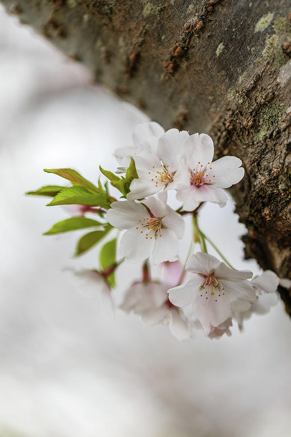 Spring Cherry Tree Blossoms Photograph by Rachel Morrison