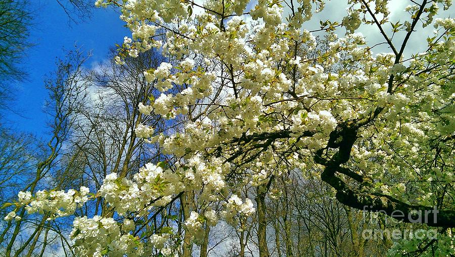 Spring cherry tree branches at Keukenhof Gardens Photograph by Amalia Suruceanu