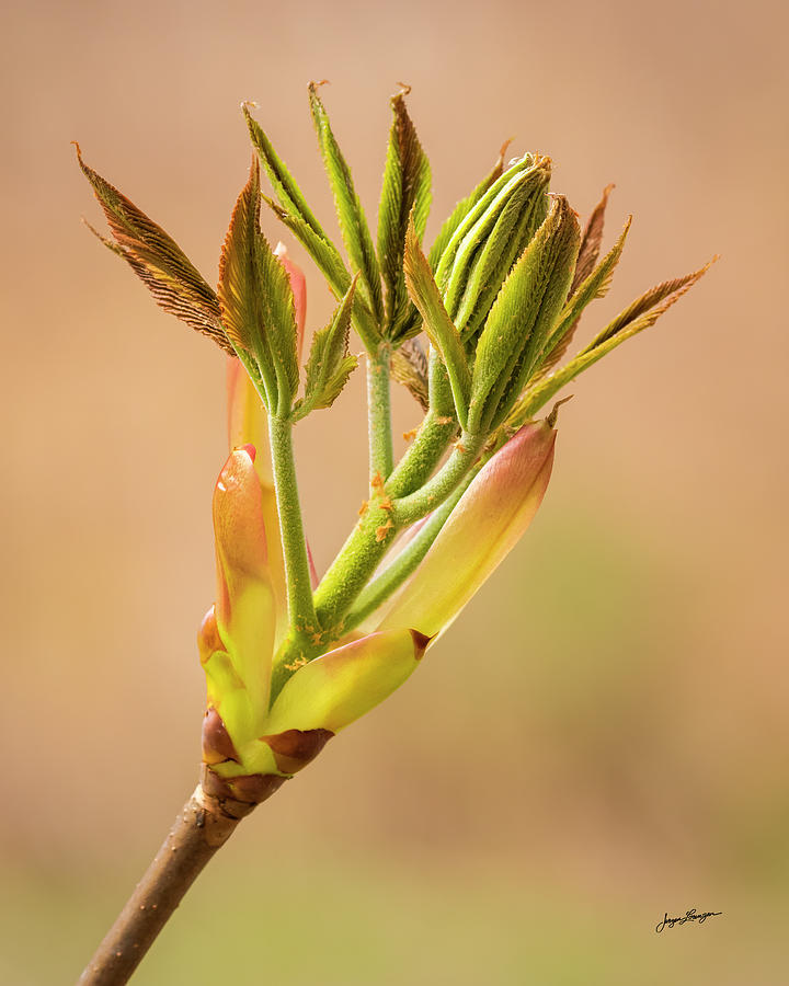 Spring Chestnut Photograph by Jurgen Lorenzen