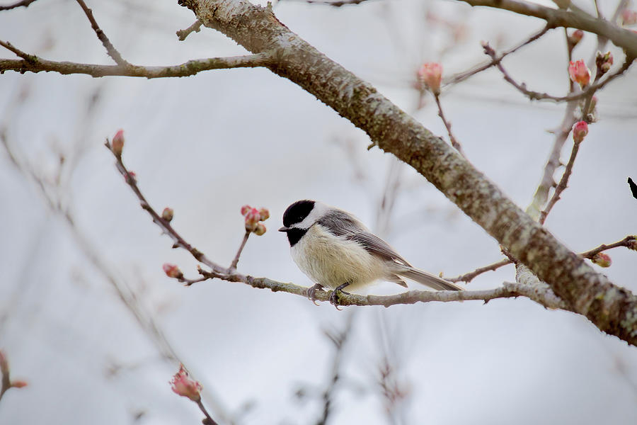 Spring Chickadee  Photograph by Rachel Morrison
