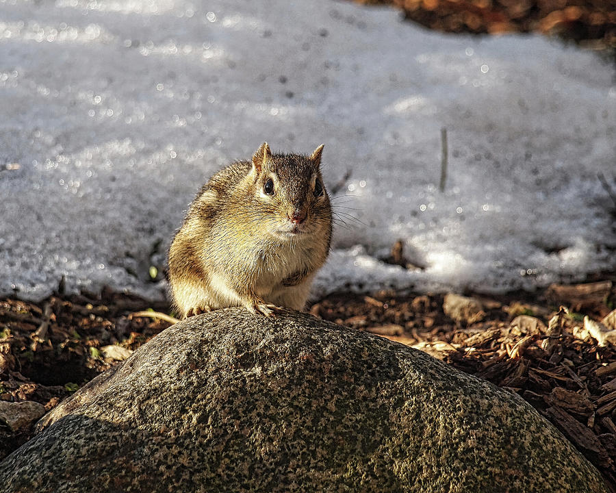 Spring Chipmunk Photograph by Scott Olsen