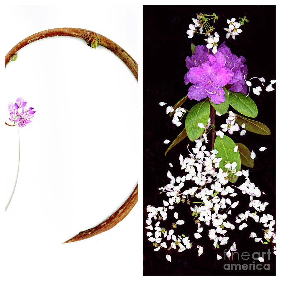 Spring Circle Diptych Photograph by Marilyn Cornwell