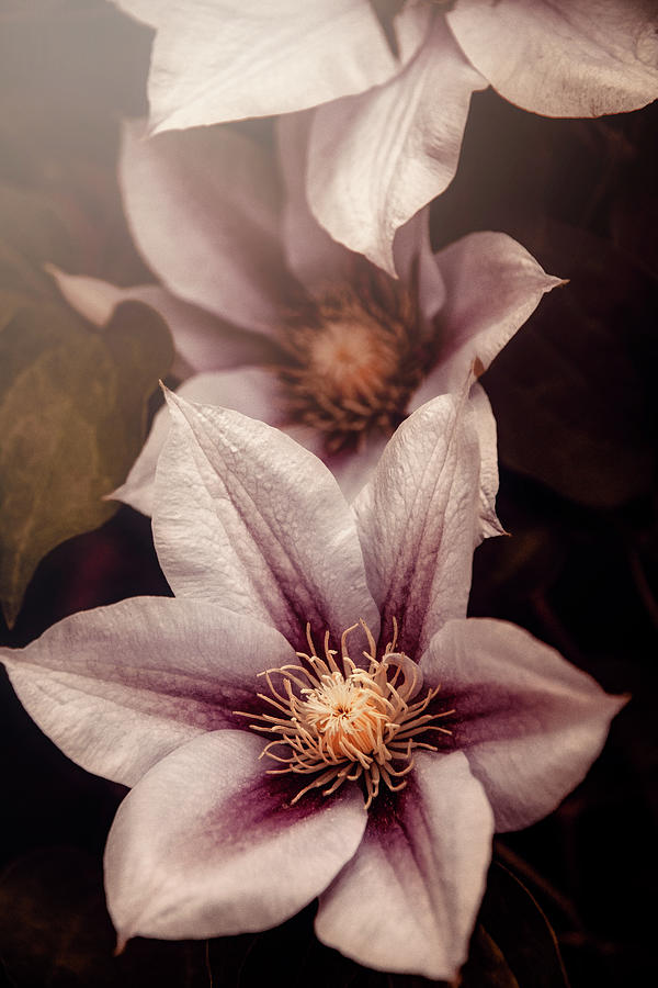 Spring Clematis  Photograph by Tricia Louque