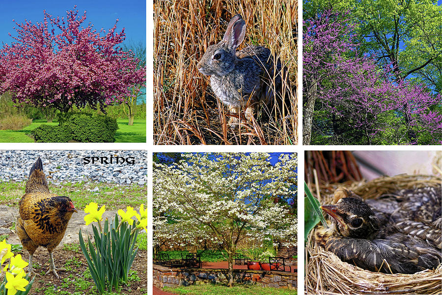 Spring Collage Photograph by Sally Weigand