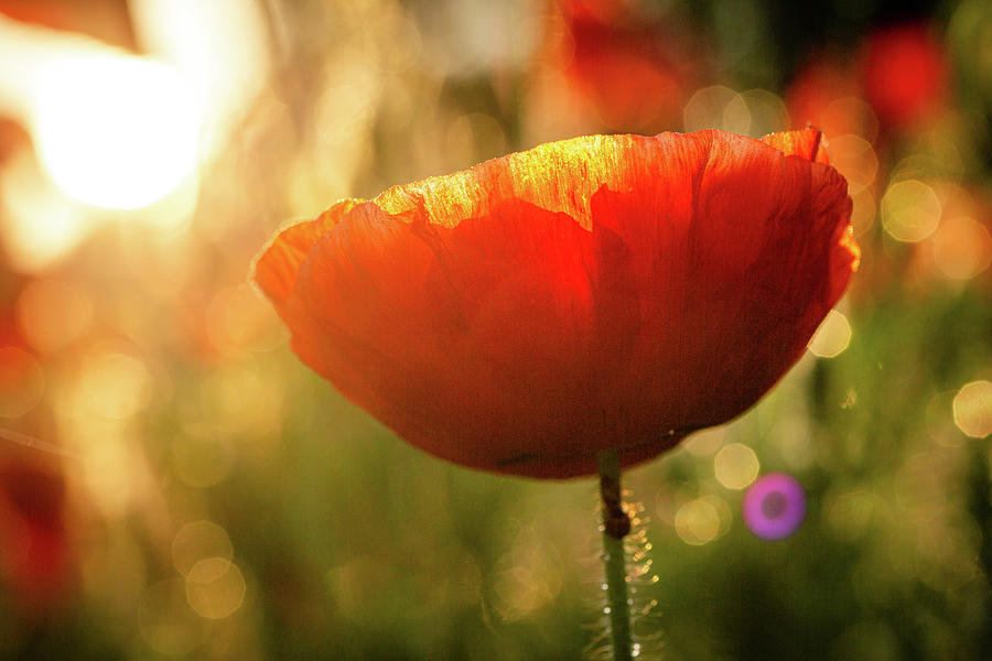Spring Color Poppy Photograph by Rachel Morrison