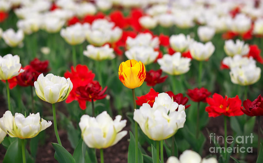 Spring colorful tulips. Yellow and other colors flowers  Photograph by Boon Mee