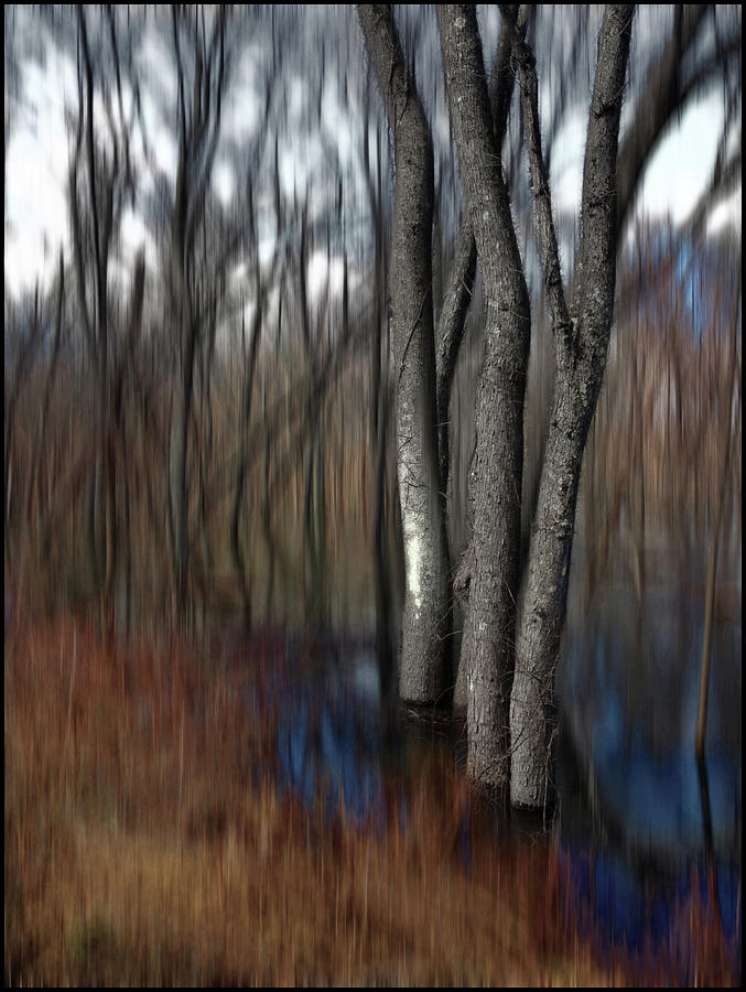 Spring Colors in a Floodplain Forest Photograph by Wayne King