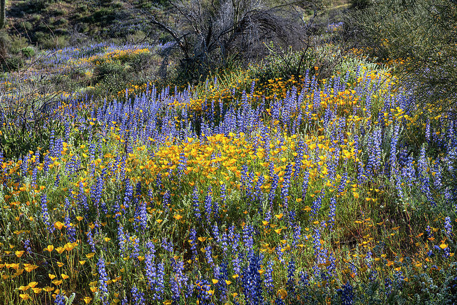 Spring Colors in the Arizona Desert Photograph by Dave Dilli