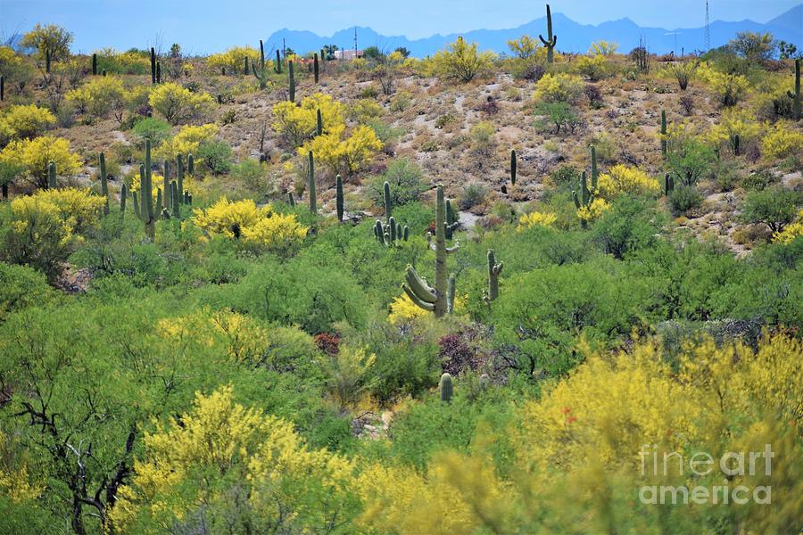 Spring Comes To Saguaro National Park Photograph by Janet Marie