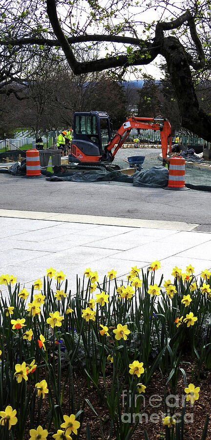 Spring Construction Yellow Orange Daffodils Arlington Cemetery Photograph by GJ Glorijean
